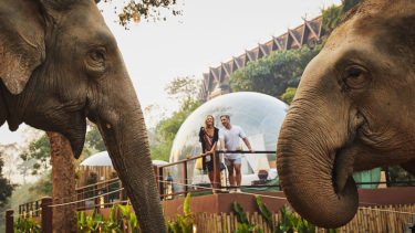 【話題】タイの「ジャングルバブル」星空の下で象と一緒にグランピング体験